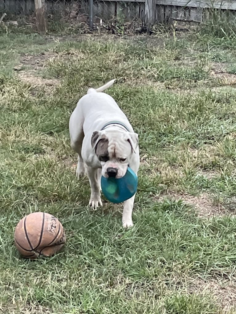 Bruno, an American Bulldog tested with EmbarkVet.com