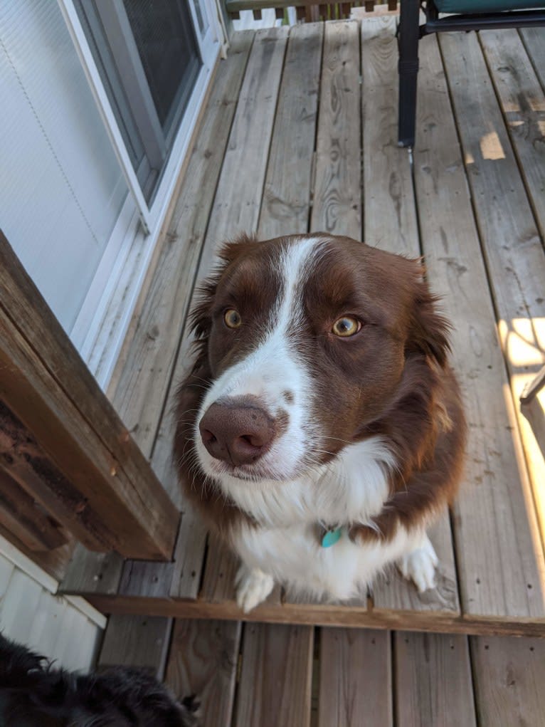 Atlas Mussatti, a Border Collie tested with EmbarkVet.com