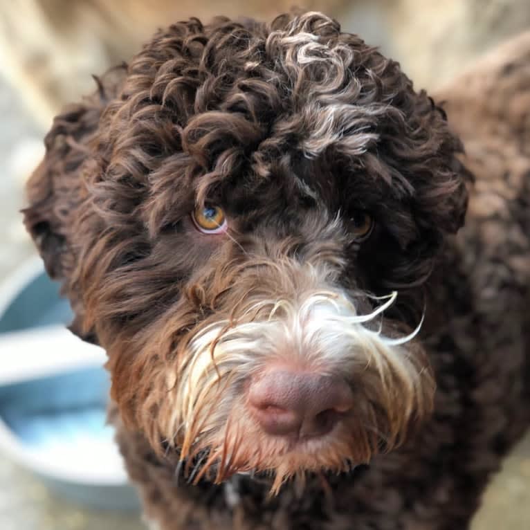 Bolo, an English Springer Spaniel and Poodle (Standard) mix tested with EmbarkVet.com