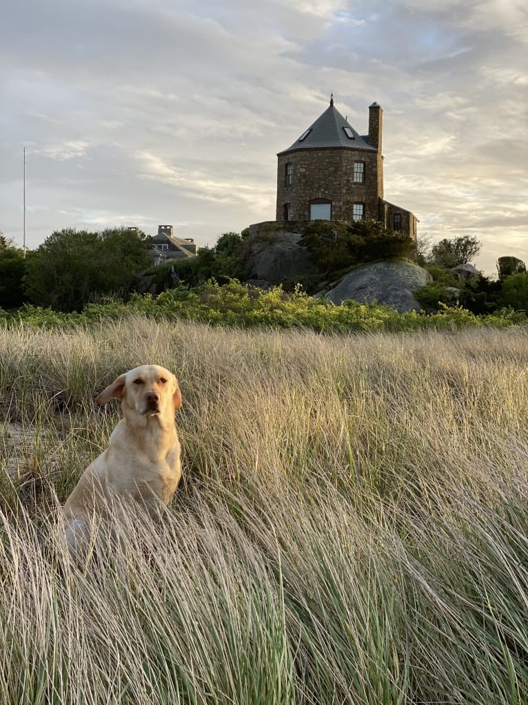 Gus, a Labrador Retriever tested with EmbarkVet.com