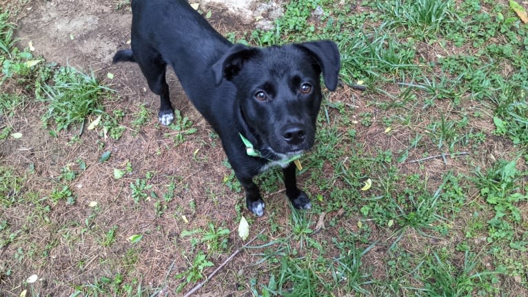 Carl, an American Pit Bull Terrier and Chihuahua mix tested with EmbarkVet.com