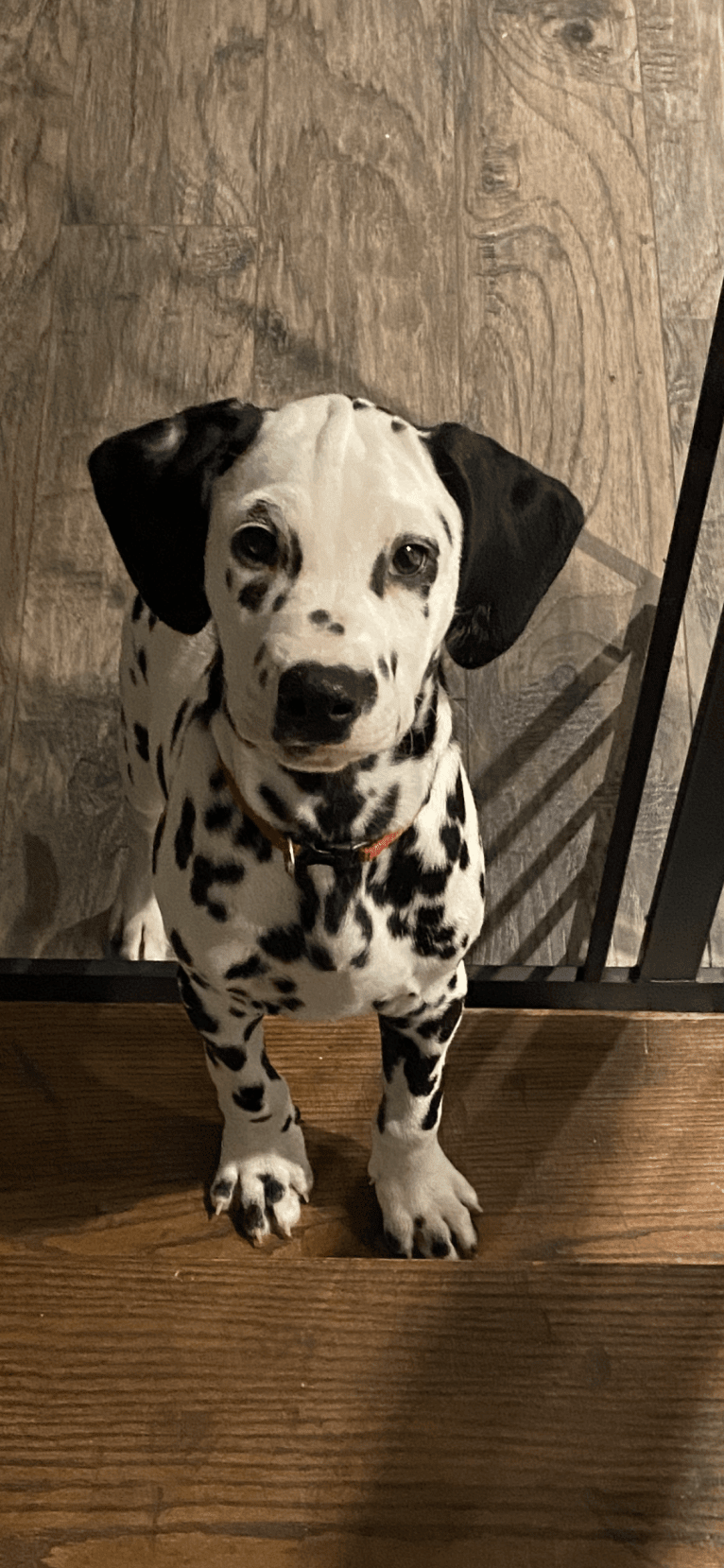 Oscar, a Dalmatian tested with EmbarkVet.com