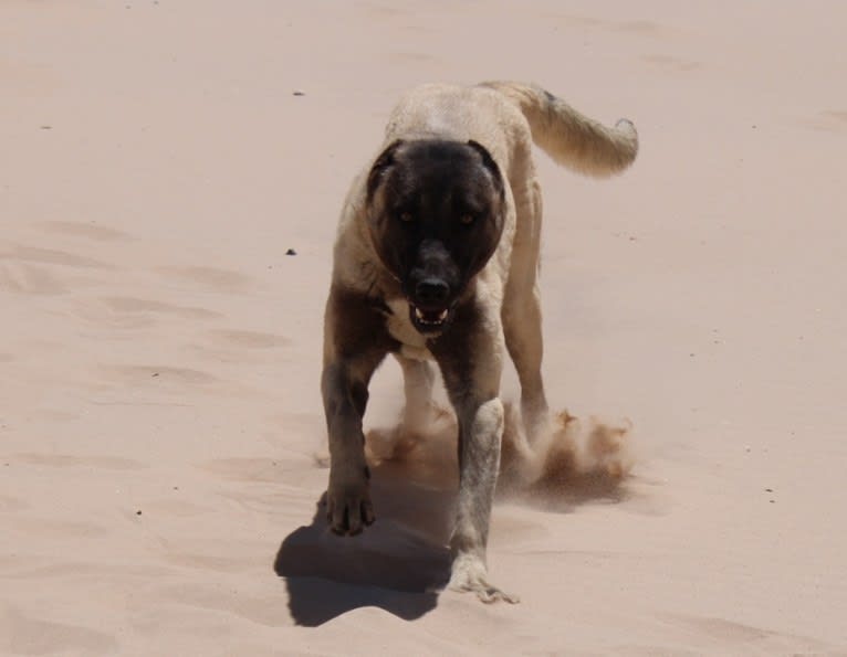 Kronos, an Anatolian Shepherd Dog tested with EmbarkVet.com