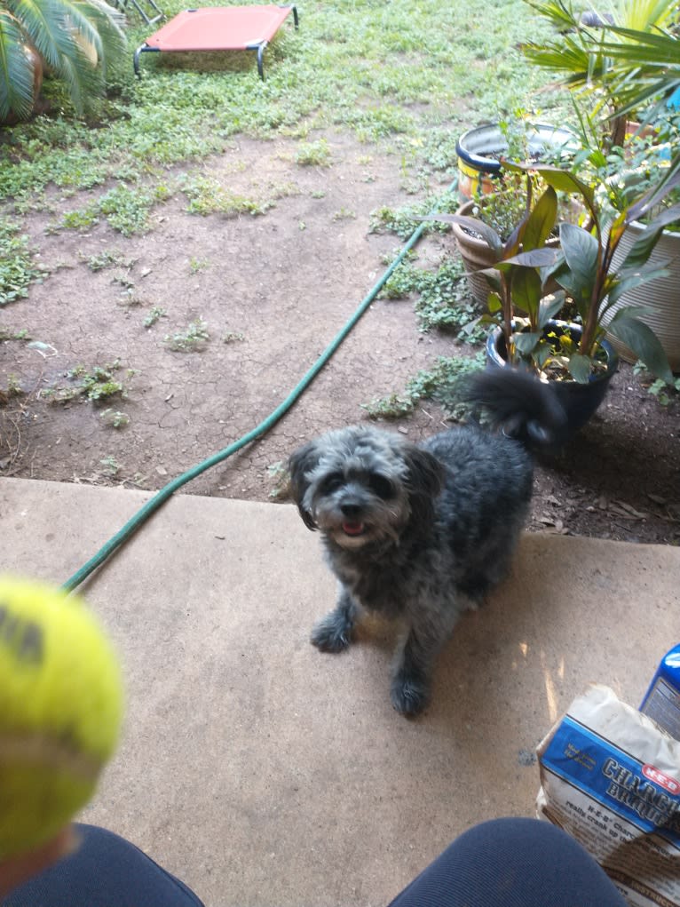 Seamus, a Chihuahua and Poodle (Small) mix tested with EmbarkVet.com