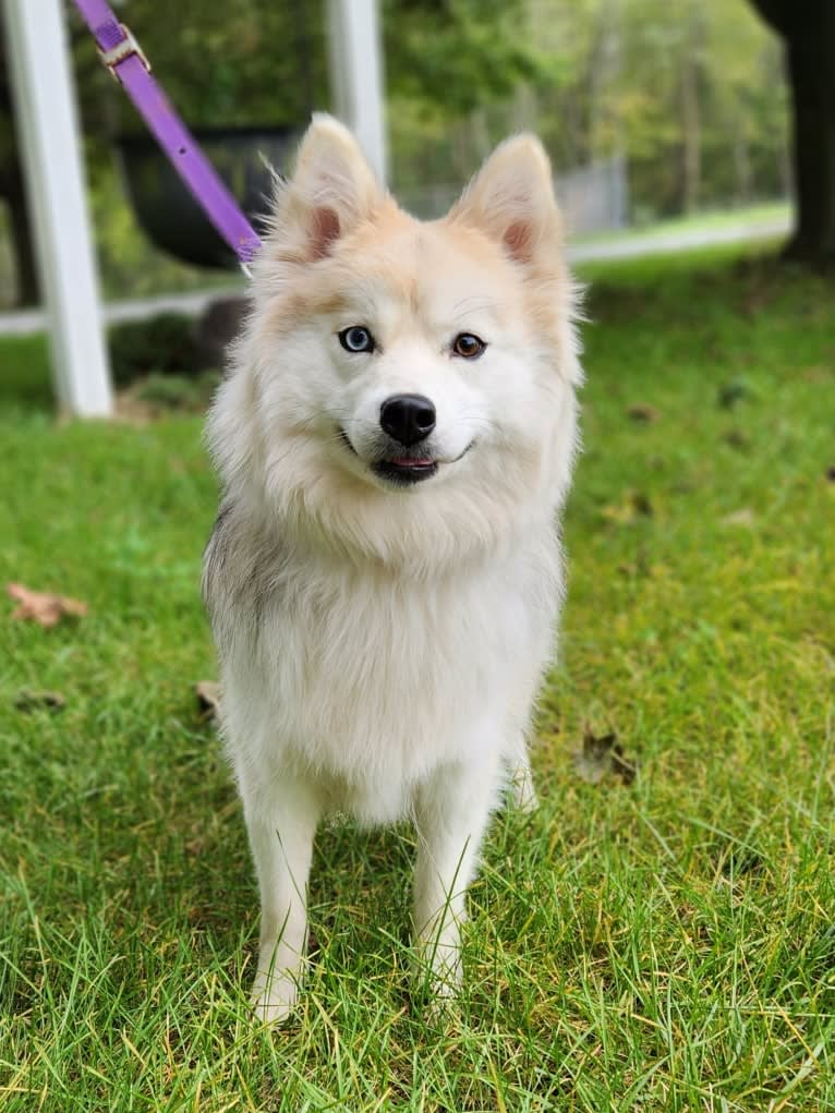 Nora, a Pomsky tested with EmbarkVet.com