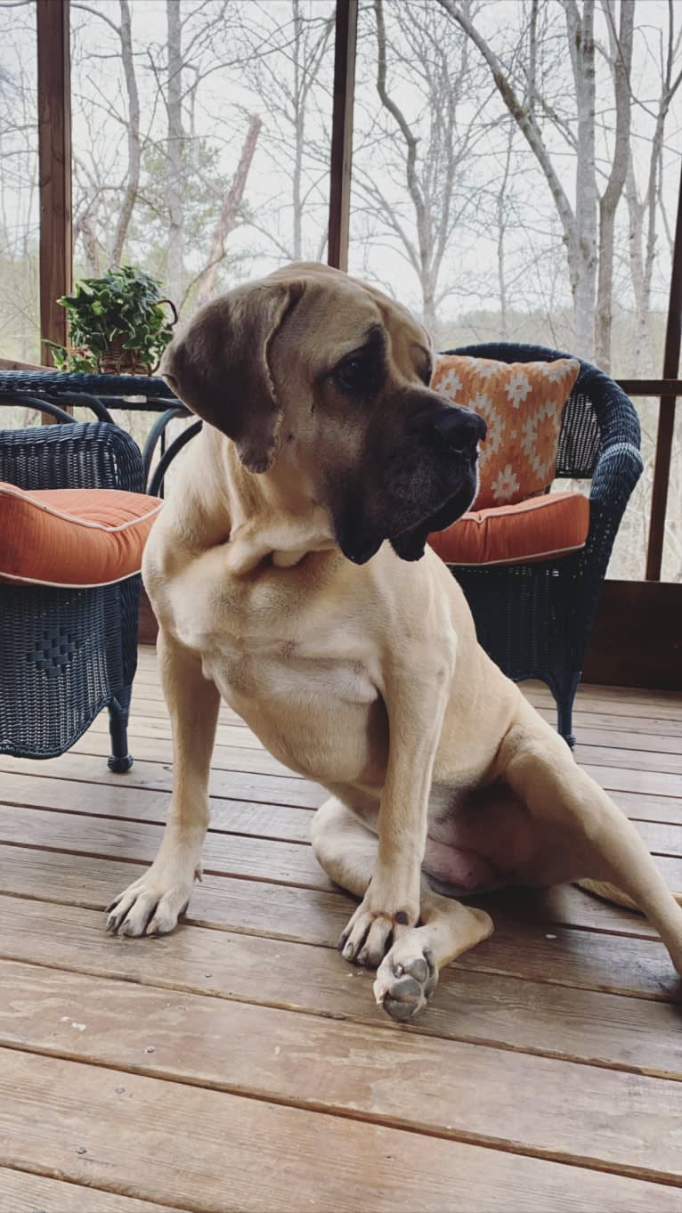 Luna, a Mastiff tested with EmbarkVet.com