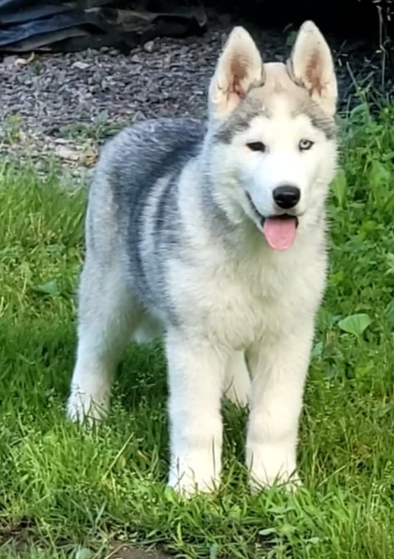 Bruno, a Siberian Husky tested with EmbarkVet.com
