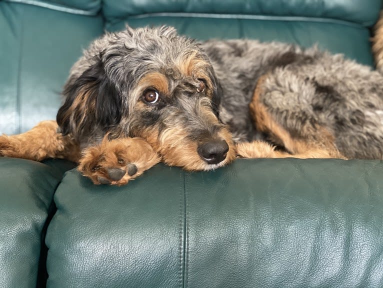 Remington, an Aussiedoodle tested with EmbarkVet.com