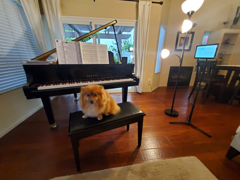 Bear, a Pomeranian tested with EmbarkVet.com