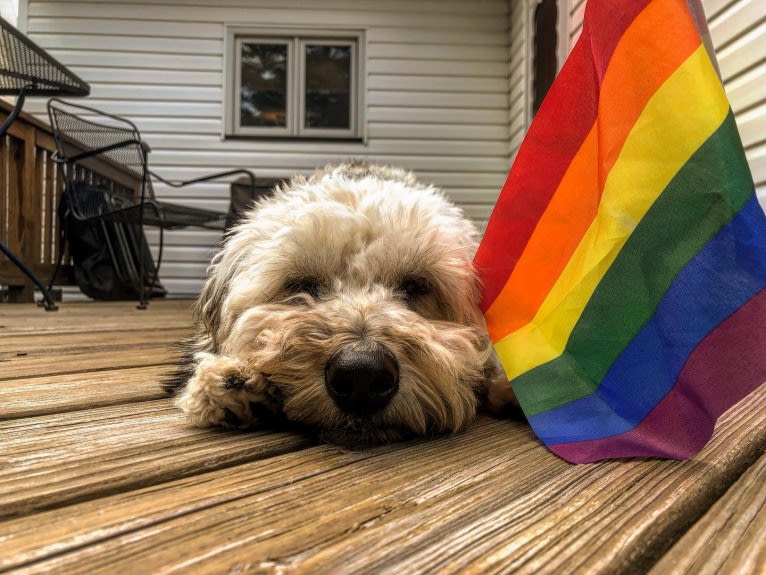 Chase, a Bichon Frise and Dachshund mix tested with EmbarkVet.com