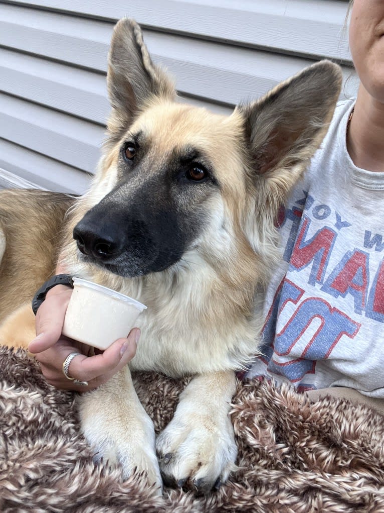 Mila, a White Shepherd tested with EmbarkVet.com
