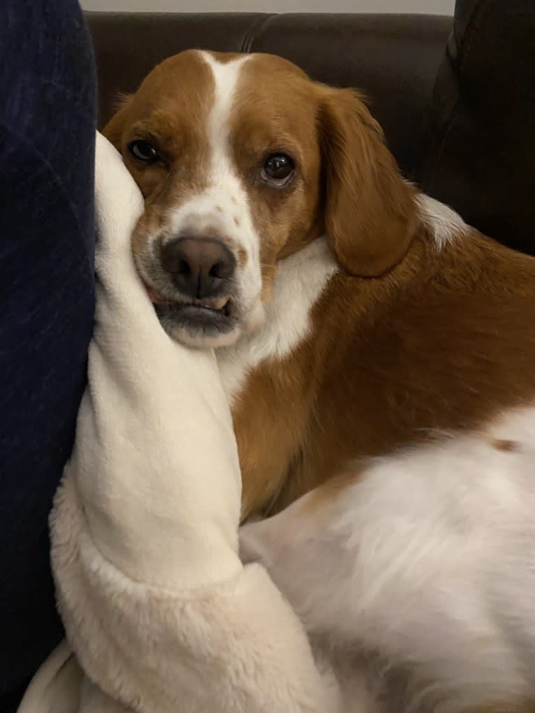 Harrison, a Brittany tested with EmbarkVet.com