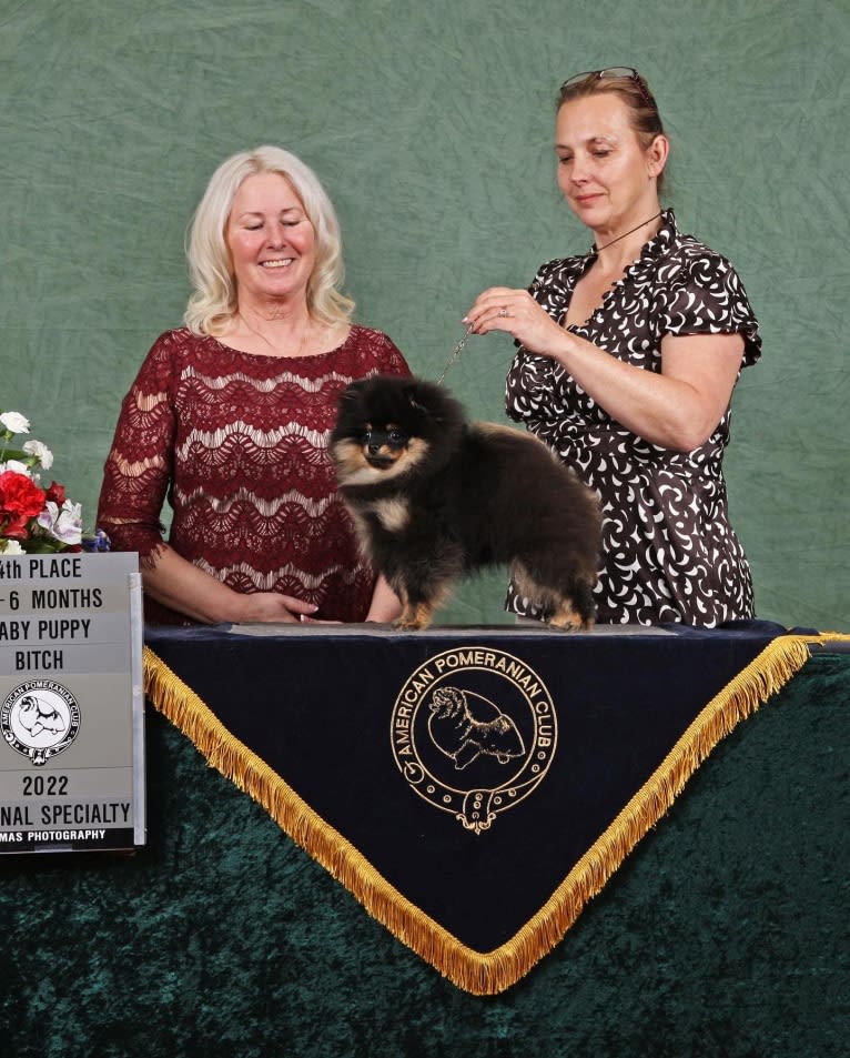 VIKKI, a Pomeranian tested with EmbarkVet.com