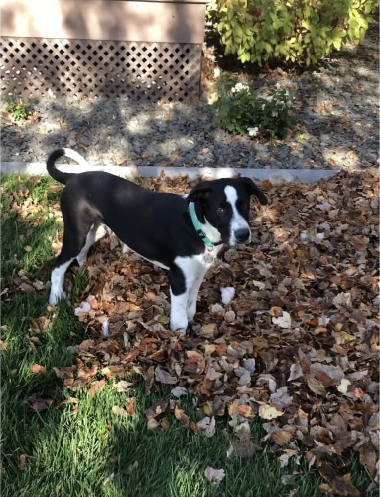 Dexter, a Great Pyrenees and American Pit Bull Terrier mix tested with EmbarkVet.com