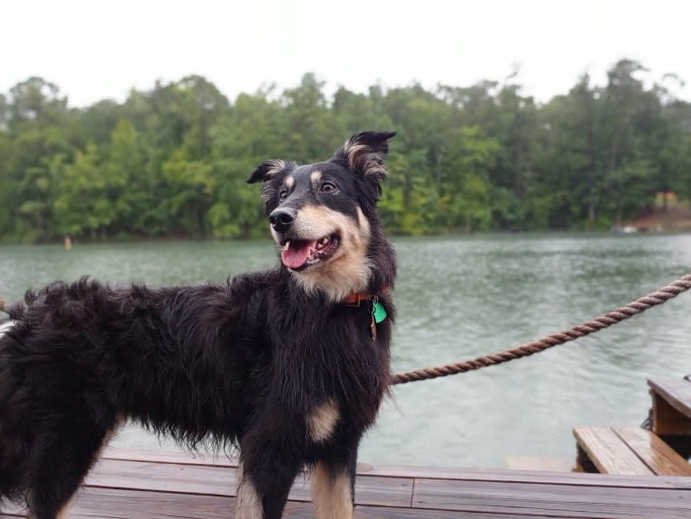 Maple, an English Shepherd tested with EmbarkVet.com