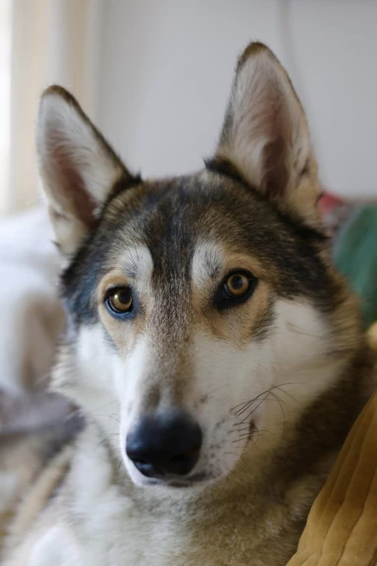 Zev a dog tested with EmbarkVet.com