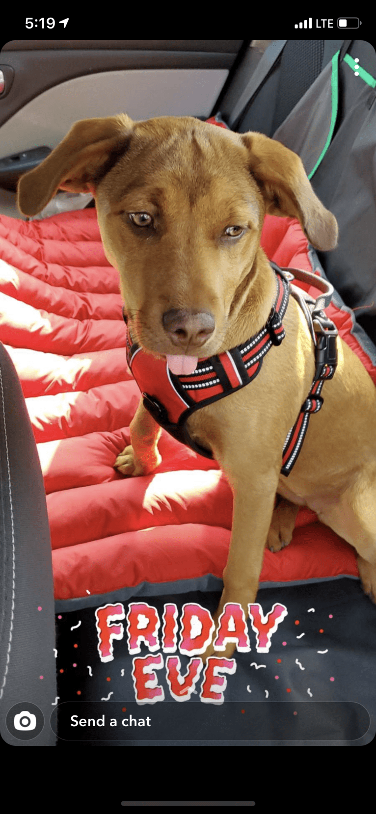 Ginger, a Great Pyrenees and American Pit Bull Terrier mix tested with EmbarkVet.com