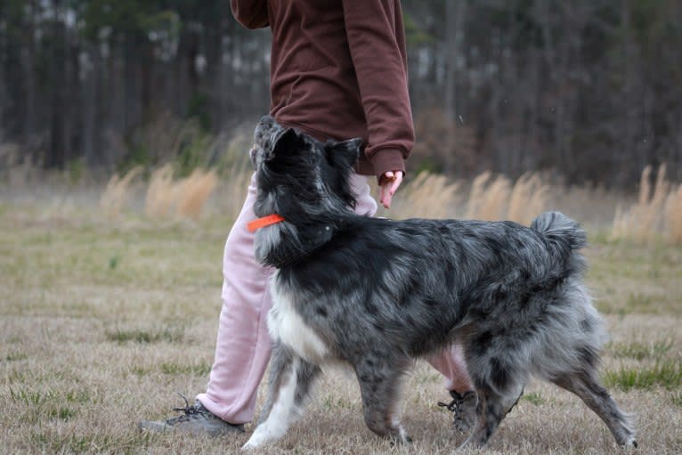 Dakota, an Australian Shepherd tested with EmbarkVet.com