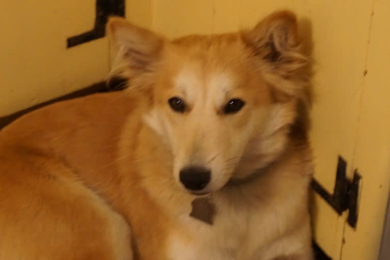 Ashna, a South Asian Village Dog tested with EmbarkVet.com
