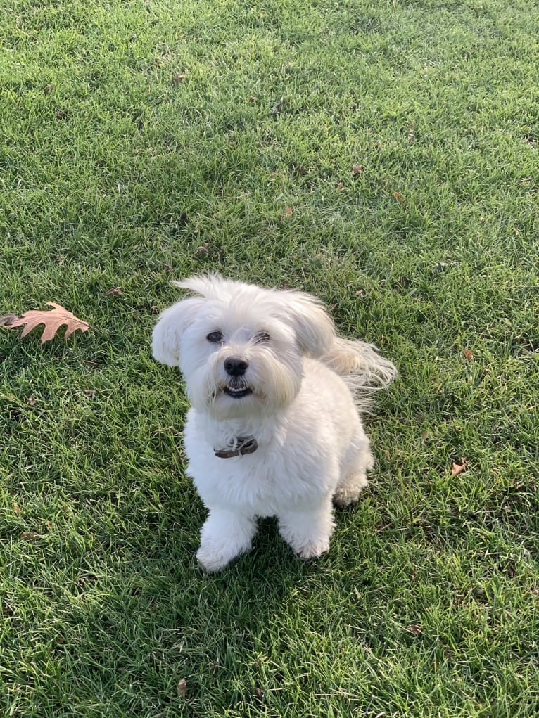 Bastien, a Havanese tested with EmbarkVet.com