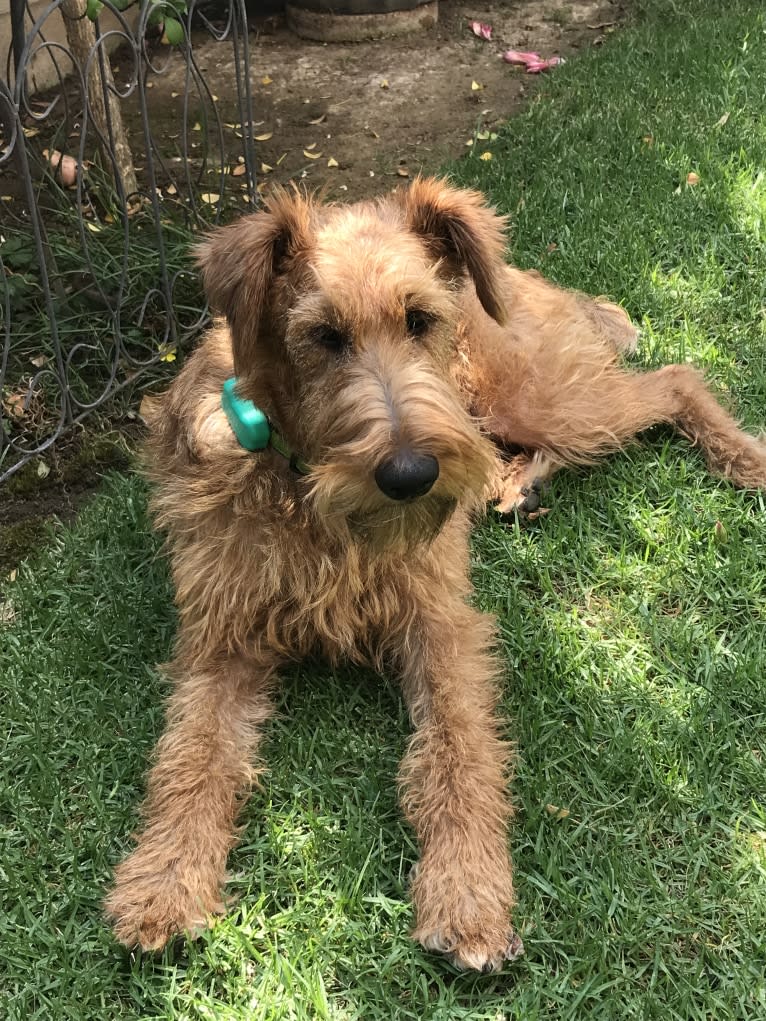 LIMERICK, an Irish Terrier tested with EmbarkVet.com