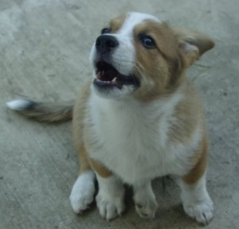 Wizard, a Pembroke Welsh Corgi and Border Collie mix tested with EmbarkVet.com