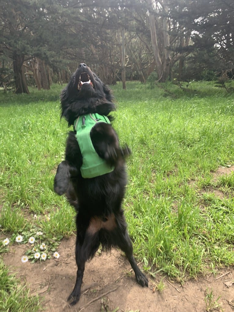 Jasper, a Poodle (Small) and Chihuahua mix tested with EmbarkVet.com