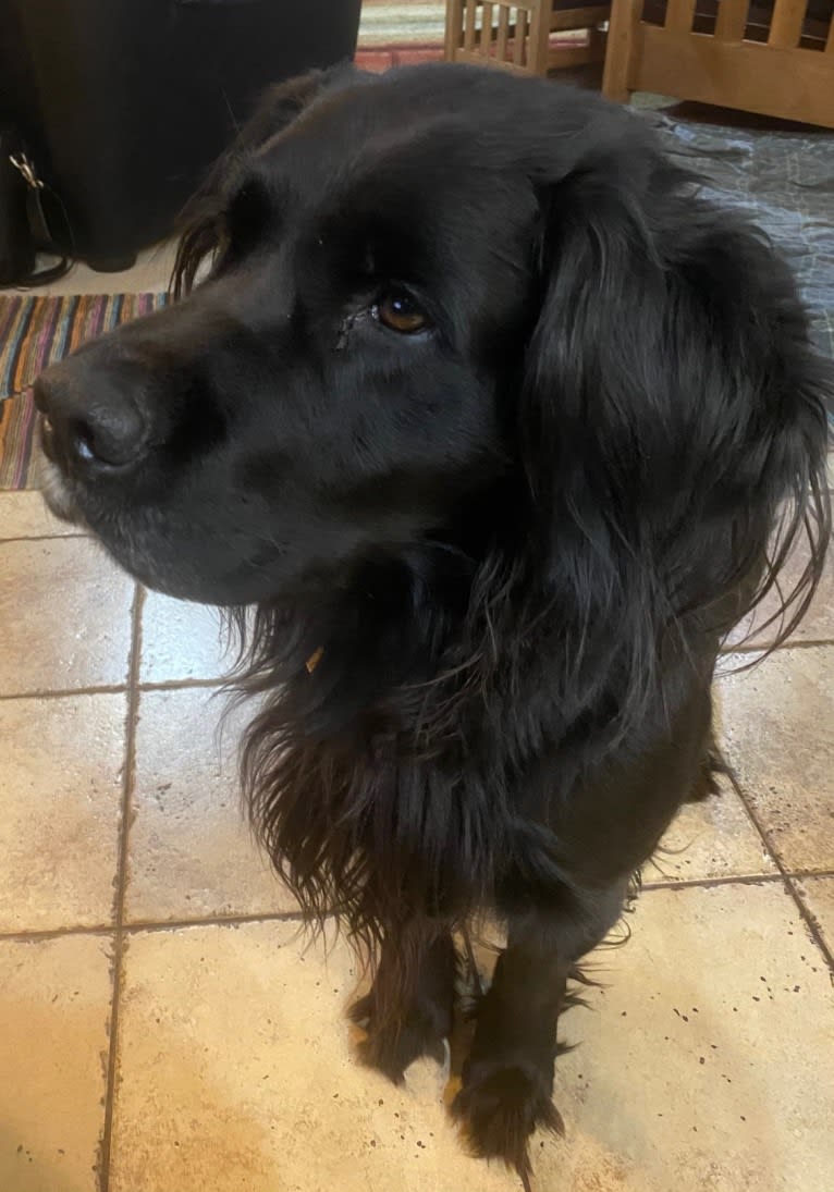 Neo, a Golden Retriever and English Springer Spaniel mix tested with EmbarkVet.com