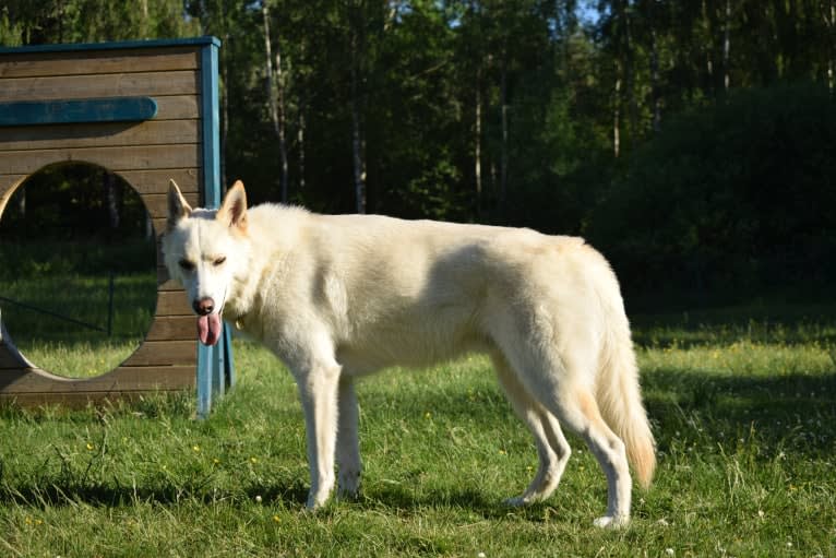 Rocky, a Siberian Husky and Greenland Dog mix tested with EmbarkVet.com