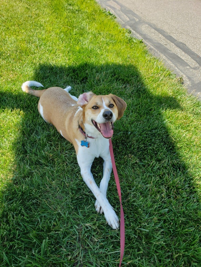 Mollie, a Treeing Walker Coonhound and Beagle mix tested with EmbarkVet.com