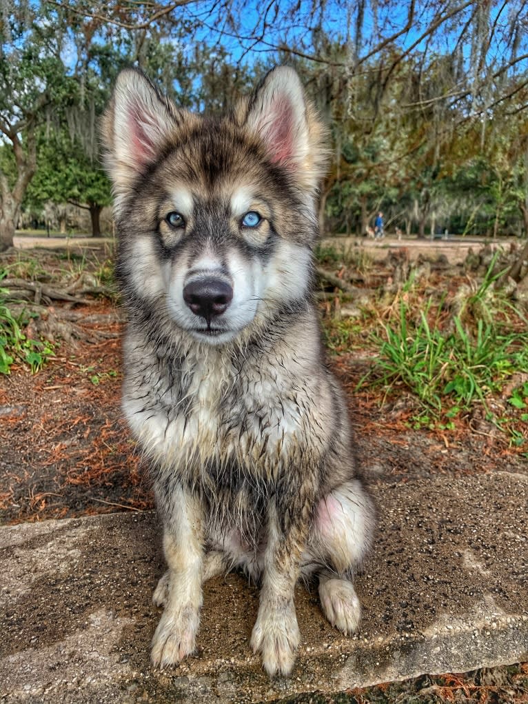 Cider, a Siberian Husky tested with EmbarkVet.com