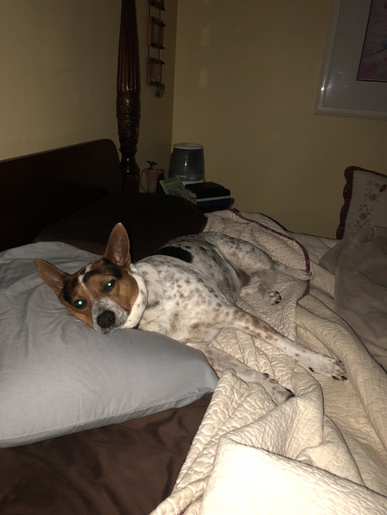 Sadie, an Australian Cattle Dog and Border Collie mix tested with EmbarkVet.com