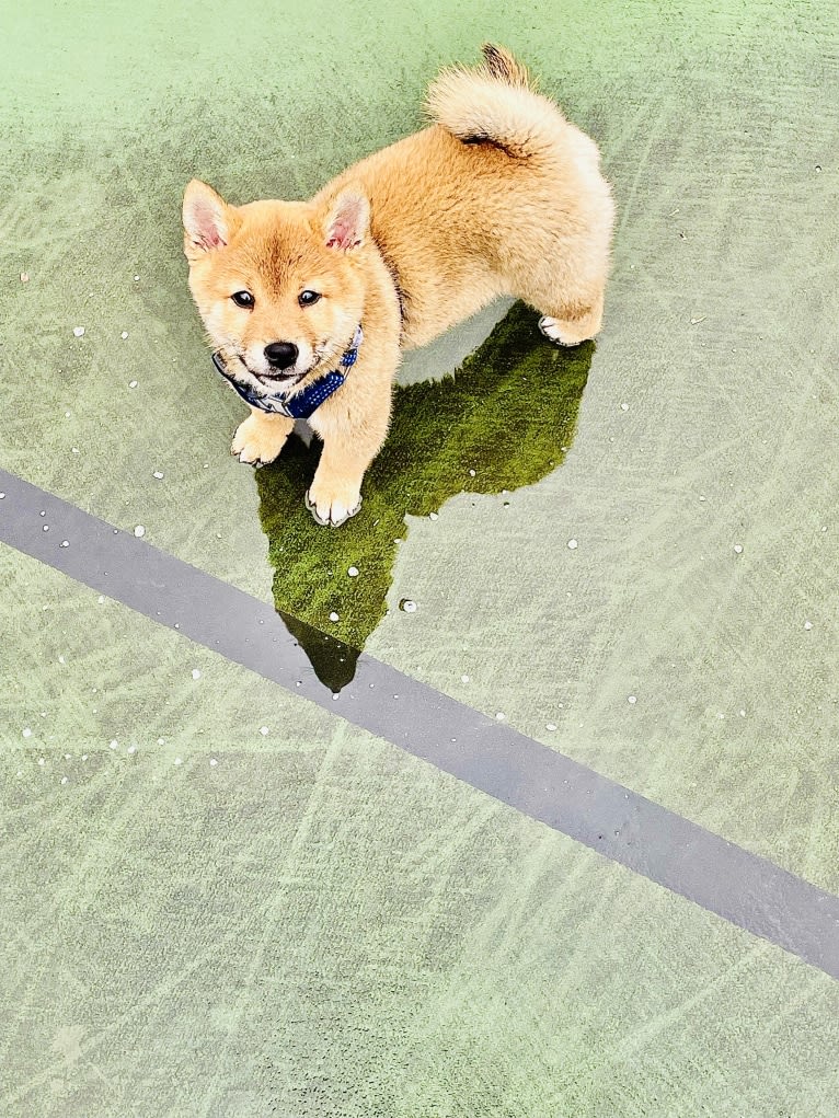 Yusuke Urameshi, a Shiba Inu tested with EmbarkVet.com