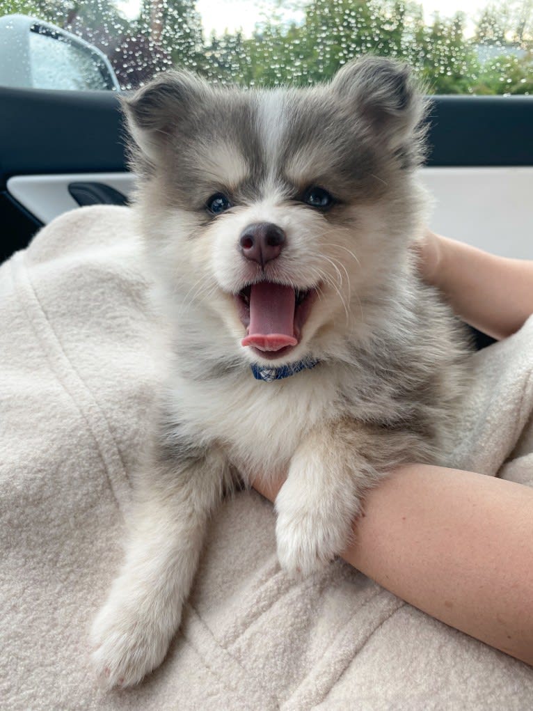 Oakly, a Pomsky tested with EmbarkVet.com