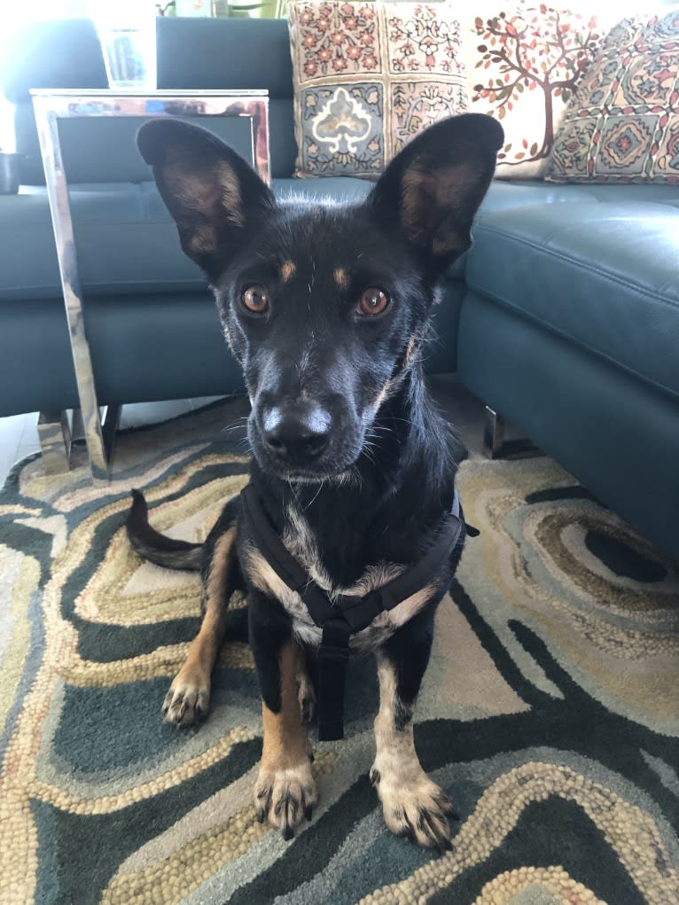 Noosa, an Australian Cattle Dog and German Shepherd Dog mix tested with EmbarkVet.com