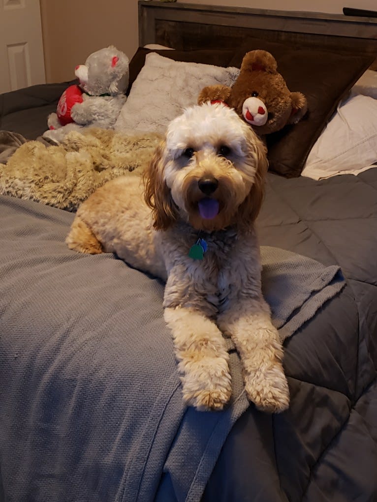 Willow, a Goldendoodle tested with EmbarkVet.com