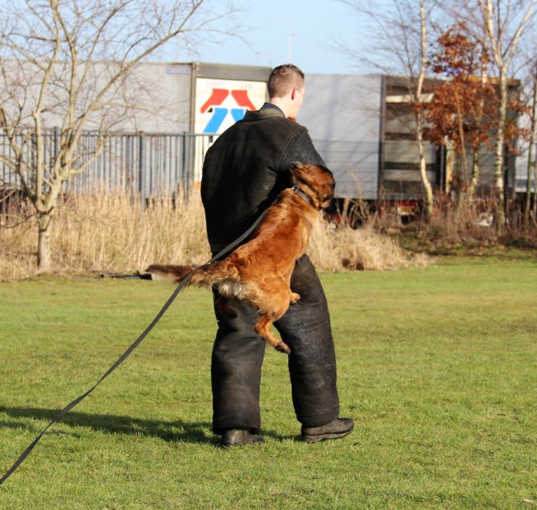 Ocean van de Zilveren Loop, a Belgian Shepherd tested with EmbarkVet.com