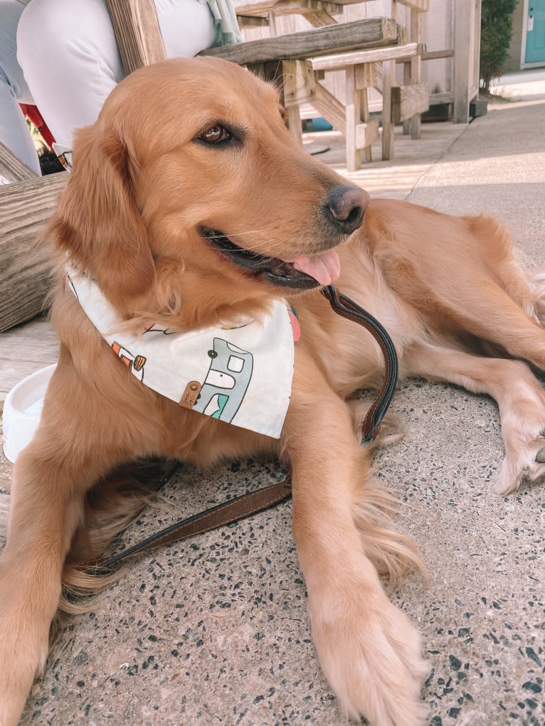 Marley, a Golden Retriever tested with EmbarkVet.com