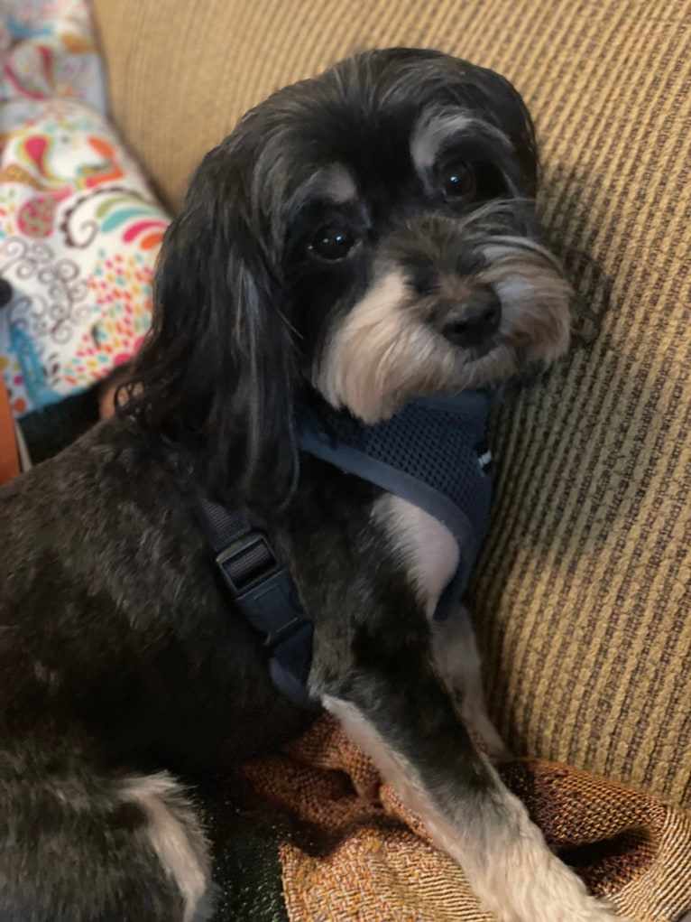 Kash, a Maltese and Yorkshire Terrier mix tested with EmbarkVet.com