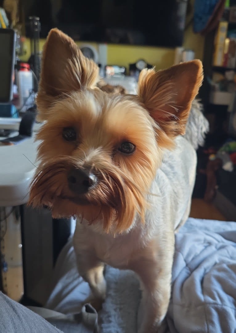 Charlie, a Yorkshire Terrier tested with EmbarkVet.com