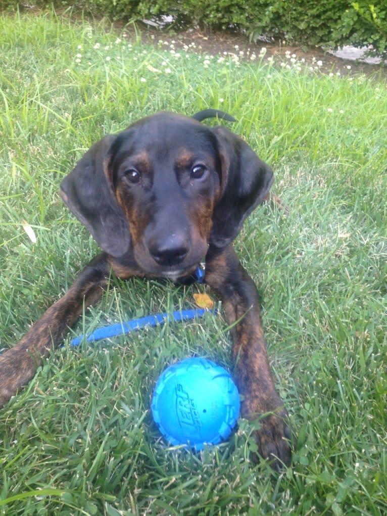 Remington, a Treeing Walker Coonhound and American Pit Bull Terrier mix tested with EmbarkVet.com