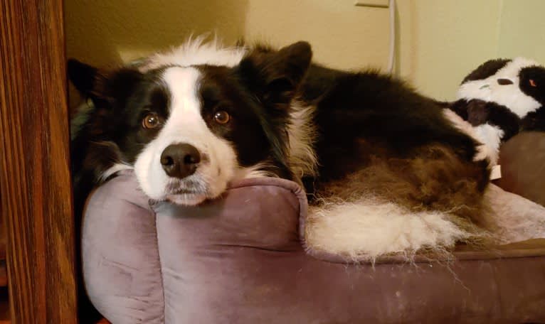 Kida, a Border Collie tested with EmbarkVet.com