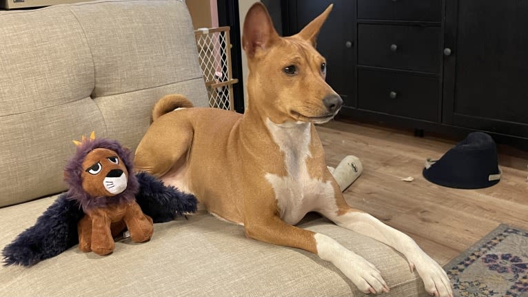 Rami, a Basenji tested with EmbarkVet.com