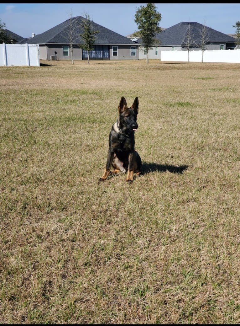 Argos Envy2 Augustine Vom Marienhof, a German Shepherd Dog tested with EmbarkVet.com