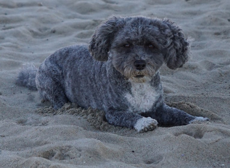 iLLY, a Poodle (Small) and Chihuahua mix tested with EmbarkVet.com