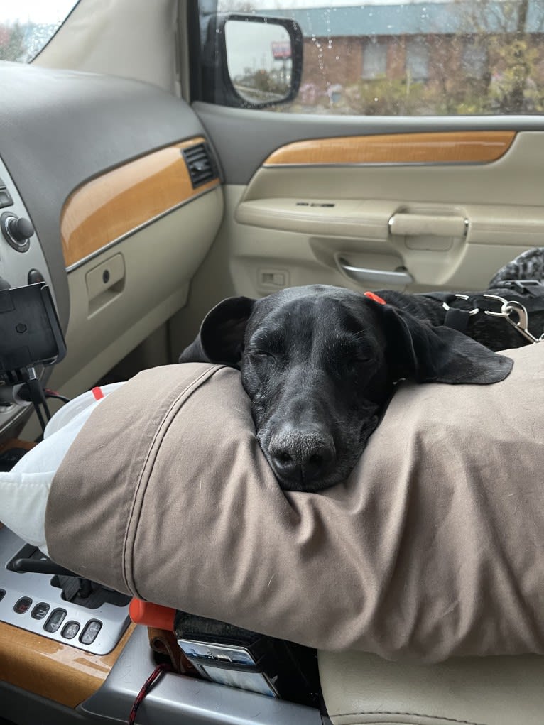 Gunner Smith, a German Shorthaired Pointer tested with EmbarkVet.com