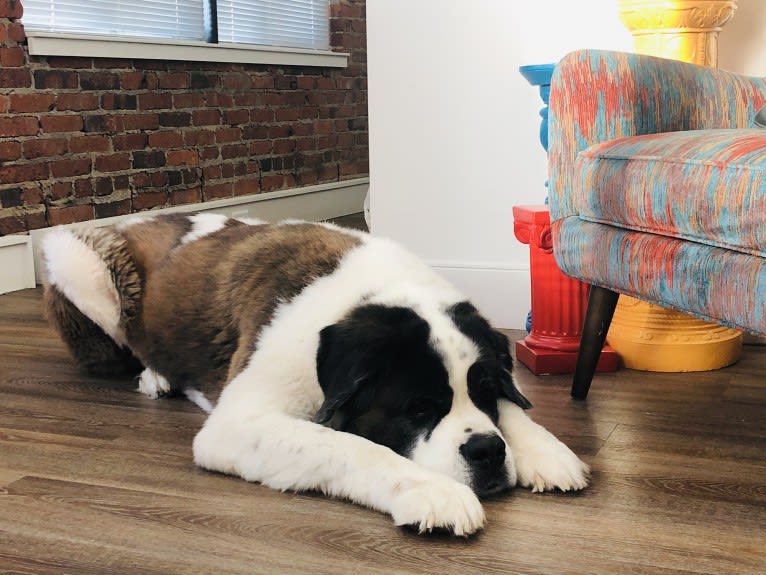 Sully, a Saint Bernard tested with EmbarkVet.com