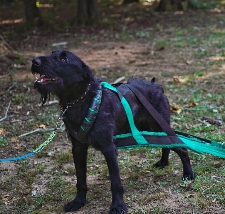 Vaatu, a Black Russian Terrier and Belgian Malinois mix tested with EmbarkVet.com