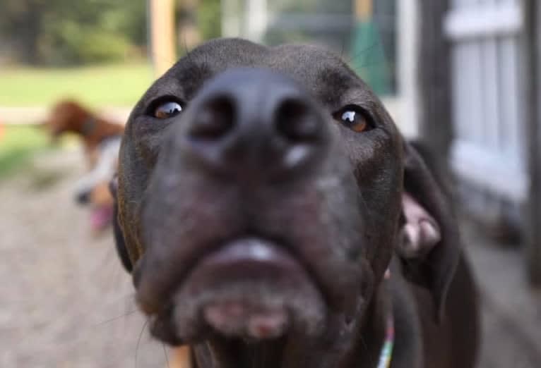 Kevlar, a Catahoula Leopard Dog and Mountain Cur mix tested with EmbarkVet.com