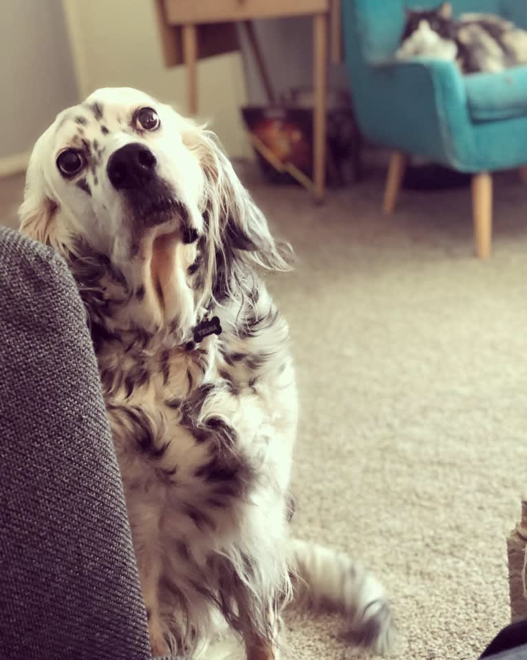 Velma, an English Setter (27.4% unresolved) tested with EmbarkVet.com